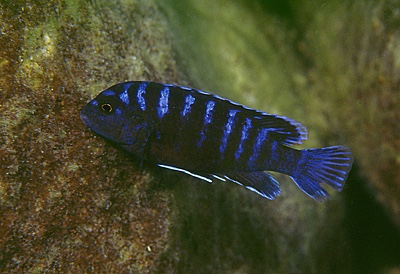 Labidochromis lividus 'Likoma Island'